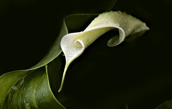 Picture flower, the dark background, leaf, Calla