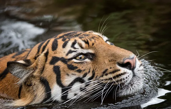 Nature, tiger, beast