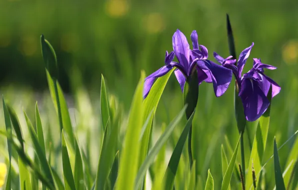 Picture greens, purple, leaves, light, flowers, spring, Duo, bokeh