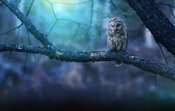 Picture trees, branches, background, owl