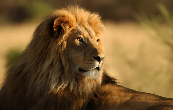 Animals, Savannah, wild cats, Africa, lions, wild cats, lions, africa