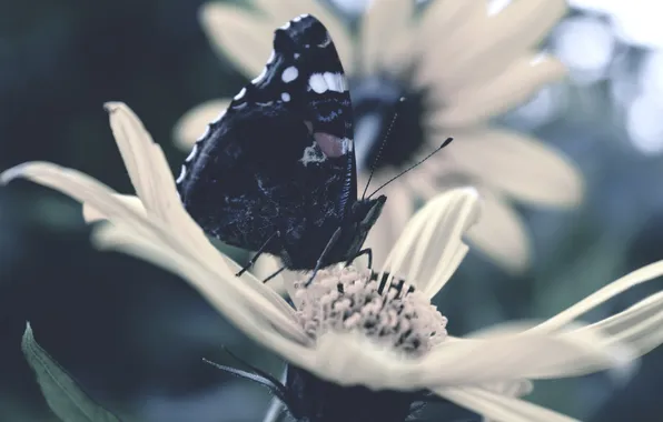 Picture flower, butterfly, wings, petals, insect