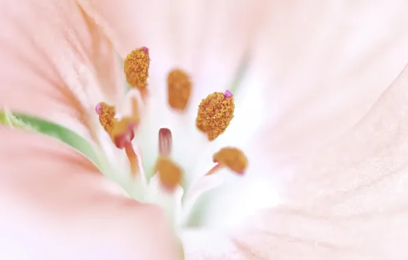 Picture flower, macro, petals