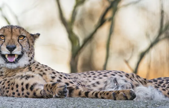 Cat, stay, Cheetah, fangs, ©Tambako The Jaguar