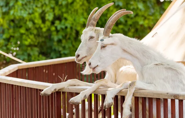 Picture goat, pair, goat, hooves