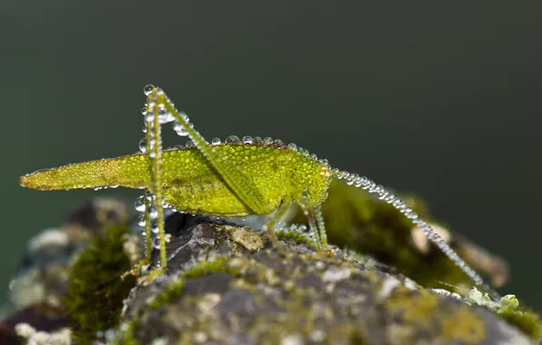 Picture macro, nature, grasshopper