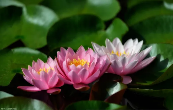 Picture leaves, leaves, water lilies, water lilies