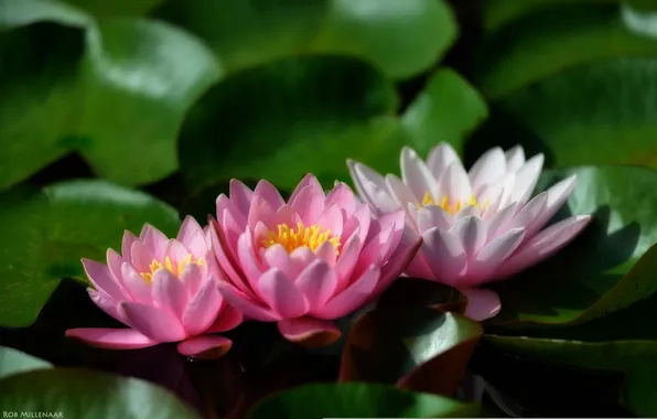 Leaves, leaves, water lilies, water lilies