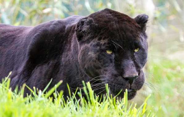 Picture cat, grass, face, Jaguar