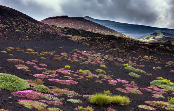 The sky, flowers, mountains, nature