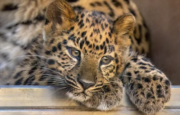Leopard, cub, kitty, face, wild cat