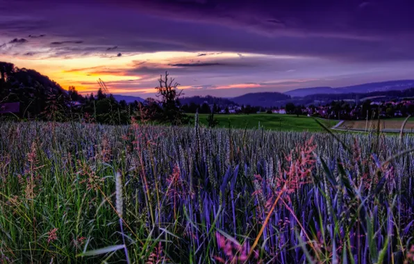 Field, the sky, sunset