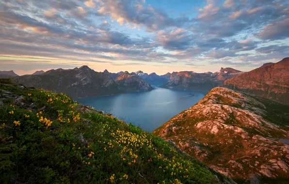 Clouds, flowers, mountains, Norway, the fjord
