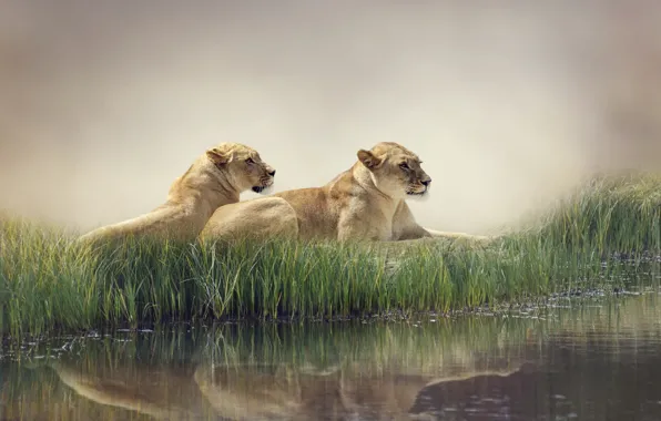 Picture water, nature, fog, pond, reflection, the reeds, predators, lions