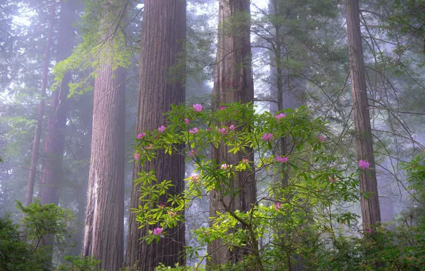 Forest, trees, flowers, nature, Bush, haze, rhododendron