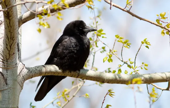 Picture nature, bird, Raven
