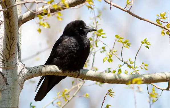 Nature, bird, Raven