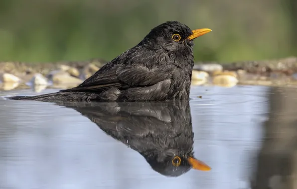 Nature, reflection, bird, puddle