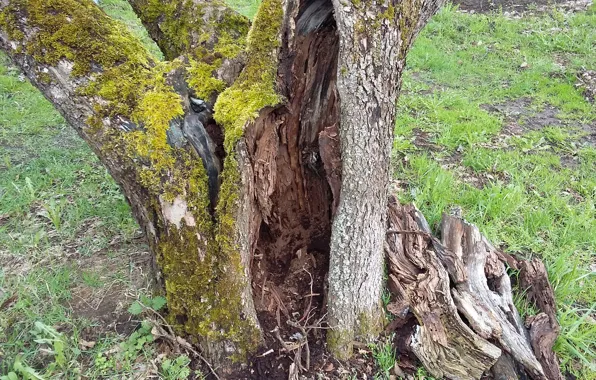 Picture nature, moss, bark, the hollow, driftwood, old tree