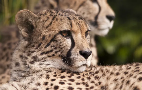 Face, predator, Cheetah, profile