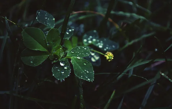 Leaves, drops, in the rain