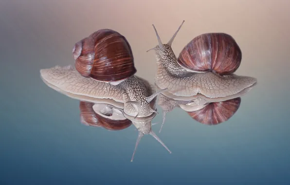Picture background, snails, otrozhenie
