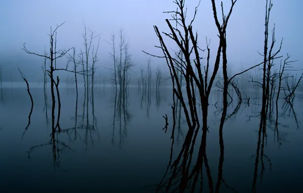 Trees, reflection, Dark