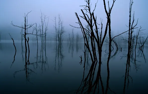 Picture trees, reflection, Dark