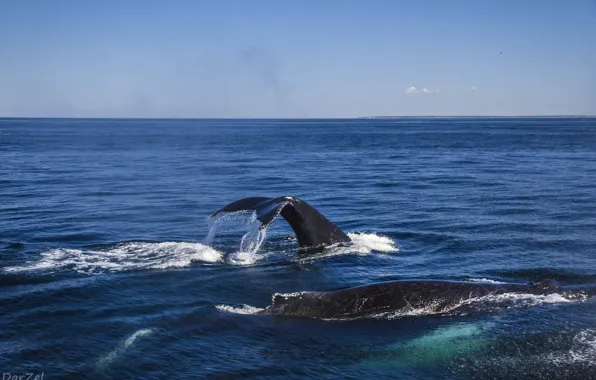 Water, the ocean, whales