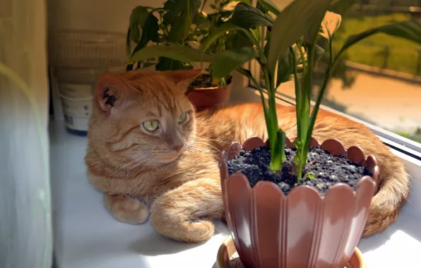 Cat, flowers, stay, sill, vases.