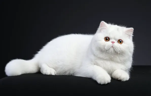 Cat, white, cat, look, kitty, lies, Studio, exotic