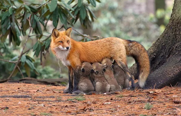 Branches, glade, foliage, Fox, kids, mom, cubs, cubs