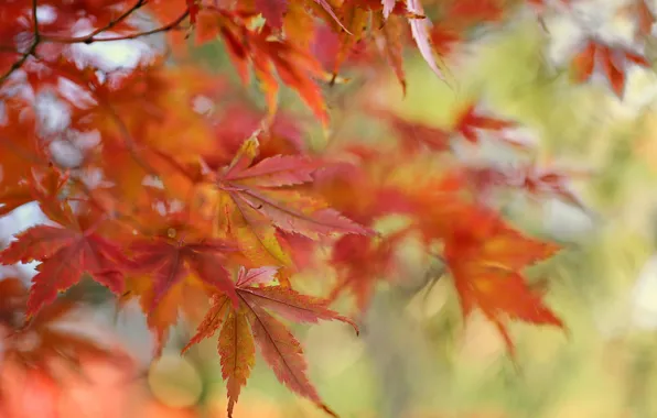 Autumn, leaves, nature