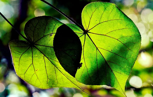 Picture leaves, macro, trees, green, background, green, widescreen, Wallpaper