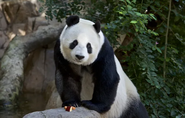 Nature, tree, animal, stay, Panda