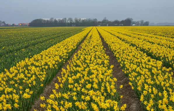 Field, the sky, flowers, house, strip, spring, yellow, a lot