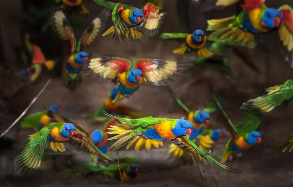 Picture birds, pack, parrots, flight, the rise