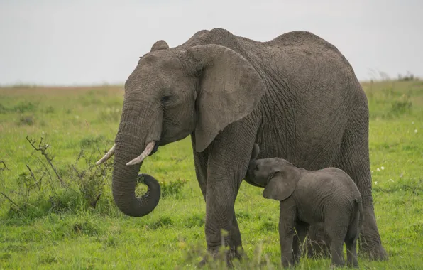 Pair, elephants, the elephant, mother, elephant