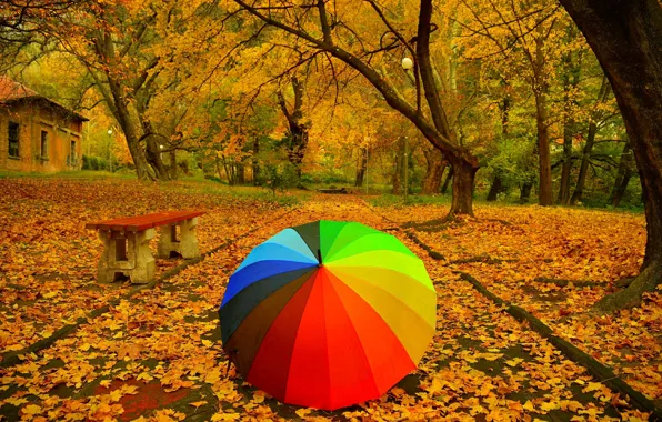 Autumn, Trees, Umbrella, Park, Fall, Foliage, Bench, Track