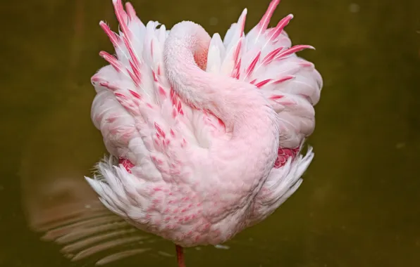 Water, pink, bird, sleep, Flamingo