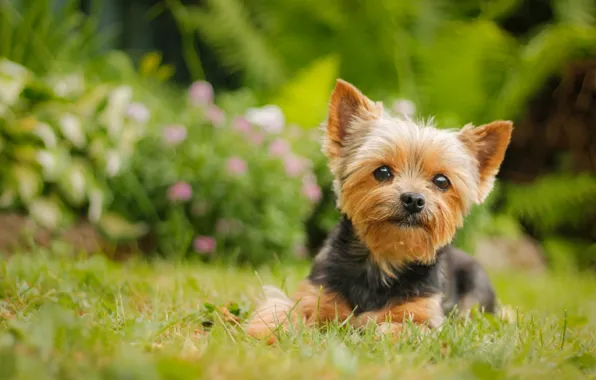 Picture look, dog, York, Yorkshire Terrier