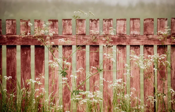 Picture grass, the fence, web