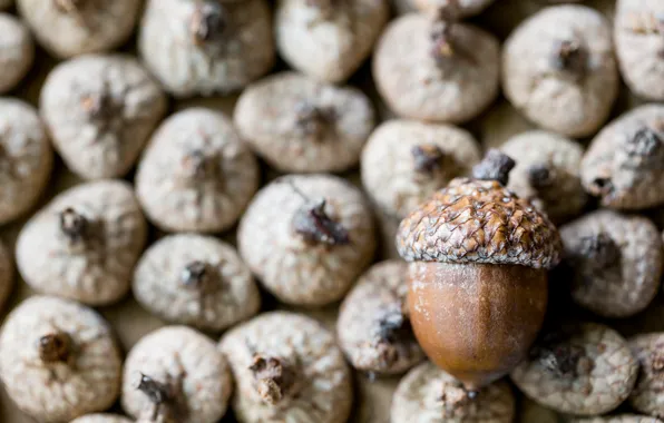 Picture macro, background, acorns