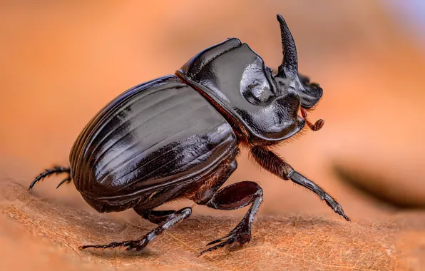 Picture macro, orange, pose, background, leaf, beetle, blurred, Rhinoceros beetle