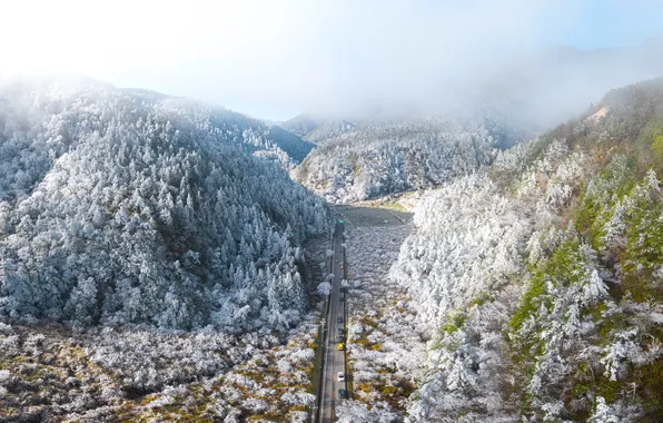 Forest, road, cars, trees, fog, hills, highway, frost