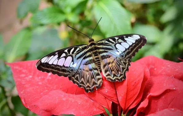 Flower, macro, butterfly, wings, beautiful, closeup