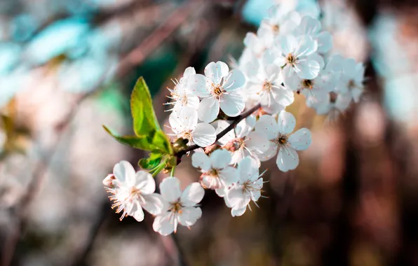 Flowers, branches, spring, petals, buds, flowering