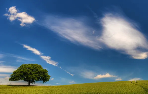 Picture road, wheat, field, traces, nature, the way, landscapes, field