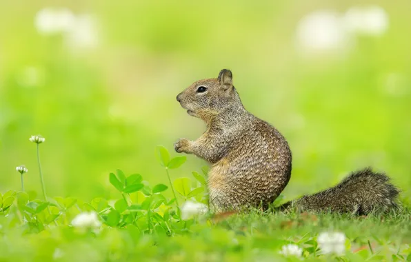 Leaves, glade, spring, clover, profile, flowers, sitting, gopher