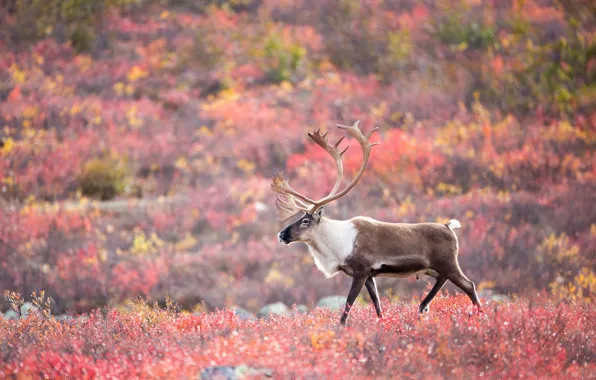 Autumn, wildlife, tundra, caribou